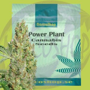 Buy-Power-Plant-Cannabis-seeds